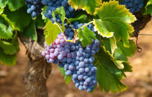 Greece Athens Taxi GAT1