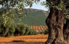 Greece Athens Taxi GAT21