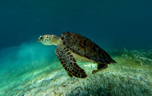 Maroma Beach11