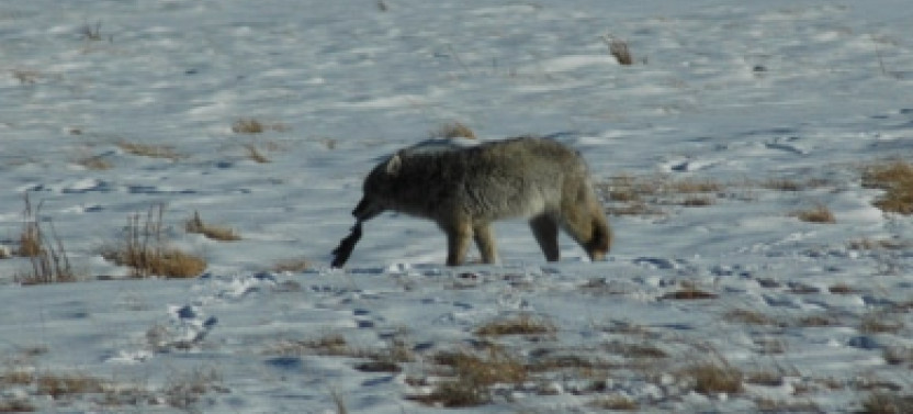 2 Day Private Yellowstone Tour with Lower & Upper Loop