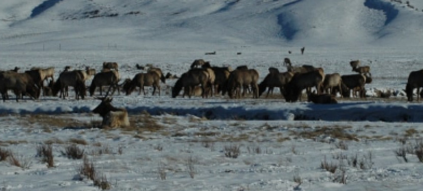 2 Day Private Yellowstone Tour with Lower & Upper Loop