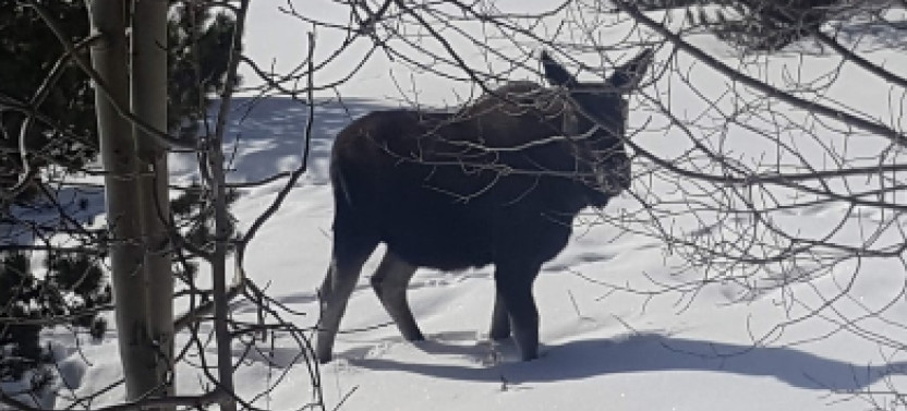 2 Day Private Yellowstone Tour with Lower & Upper Loop