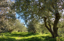 Avalon Travel Services5