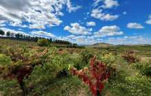 Local Experts Tours4