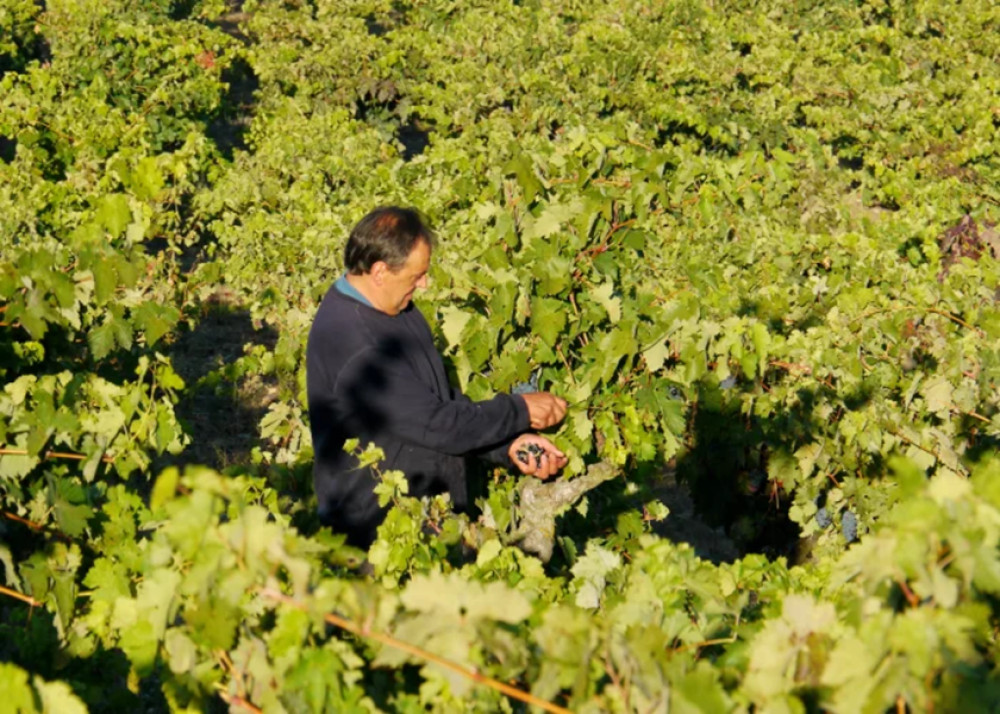 Private Rioja Wine Tour: 2 Wineries from San Sebastian
