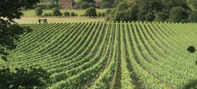 Private Kent Winery Tour