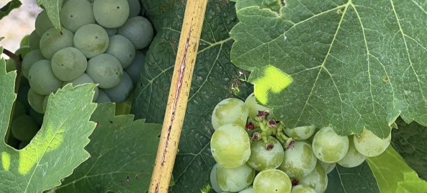 Private Kent Winery Tour