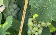 Gray Line Niagara Falls USA3