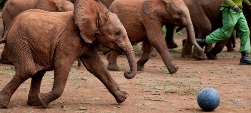 Nairobi: National Park, Elephant Orphanage & Giraffe Center