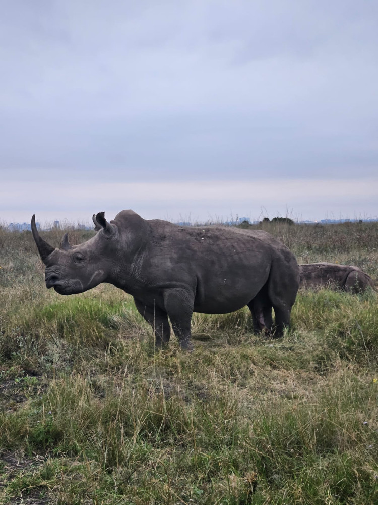 Nairobi: National Park, Elephant Orphanage & Giraffe Center