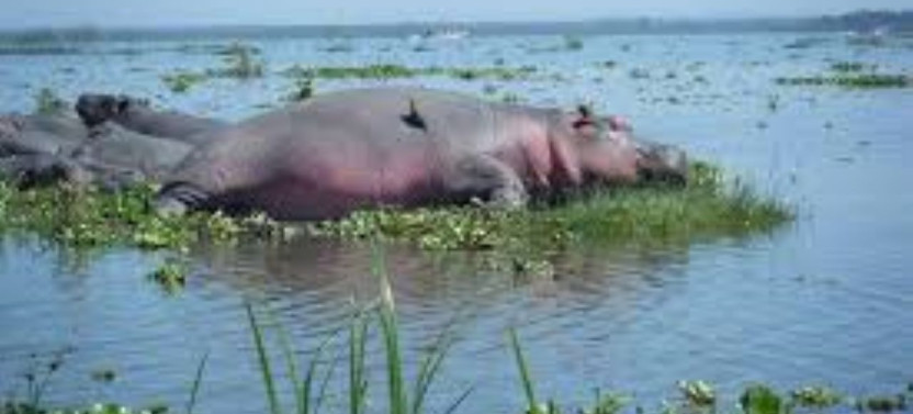 Lake Nakuru Day Trip Tour