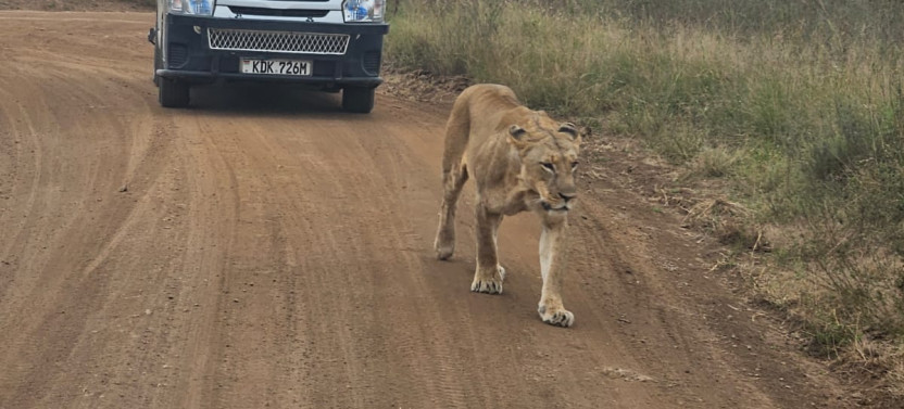 Lake Nakuru Day Trip Tour