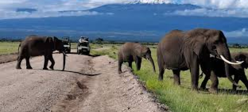 Amboseli National Park: Full-Day Tour from Nairobi