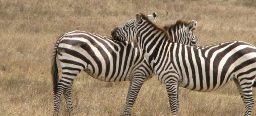 Amboseli National Park: Full-Day Tour from Nairobi