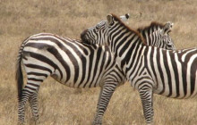 KT SAFARIS LIMITED20