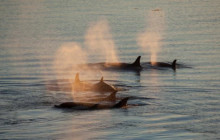 World Sea Explorers7