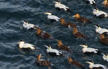 World Sea Explorers9