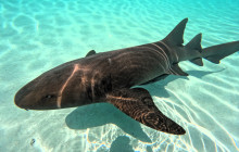 Born Free Charters3