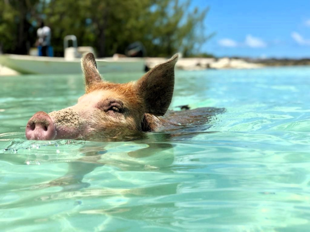 Half Day Swimming Pigs on Rose Island, Snorkeling and Lunch