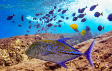 Makena Coast Charters4