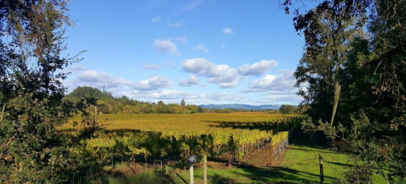 5 Day California Coastlines: Vineyards, Waves and Wine Small Group Tour