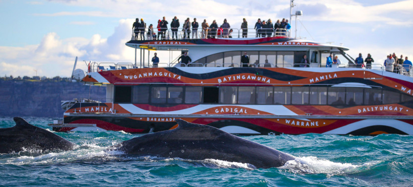 Express Whale Watching Cruise from Circular Quay with Guarantee