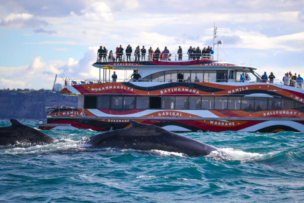 Express Whale Watching Cruise from Circular Quay with Guarantee