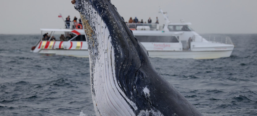 Express Whale Watching Cruise from Circular Quay with Guarantee