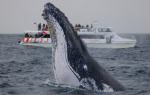Fantasea Cruises4