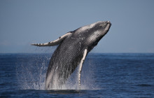 Fantasea Cruises4