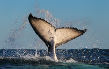 Fantasea Cruises5