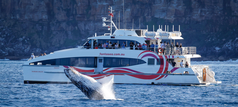 High-Speed 2.5-Hour Whale Watching Discovery Cruise from Darling Harbour