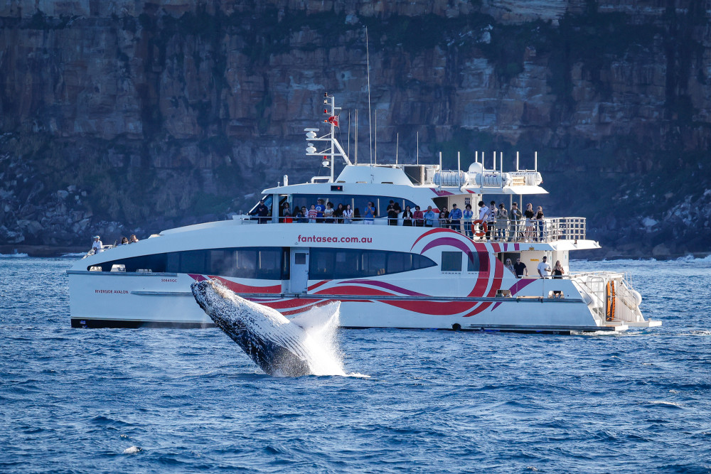 High-Speed 2.5-Hour Whale Watching Discovery Cruise from Darling Harbour