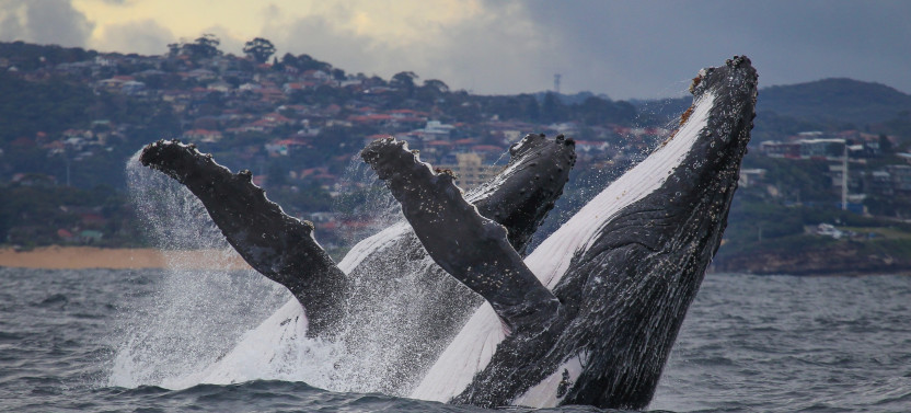 High-Speed 2.5-Hour Whale Watching Discovery Cruise from Darling Harbour
