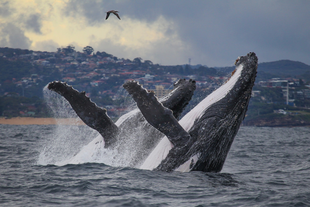 Fantasea Cruises