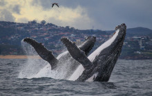 Fantasea Cruises2