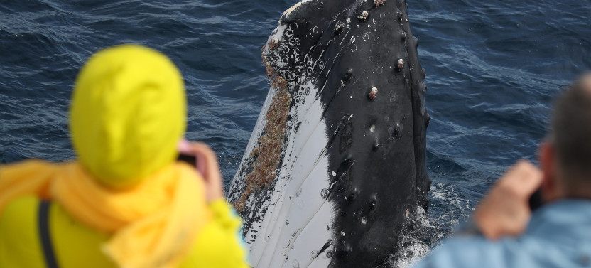 High-Speed 2.5-Hour Whale Watching Discovery Cruise from Darling Harbour