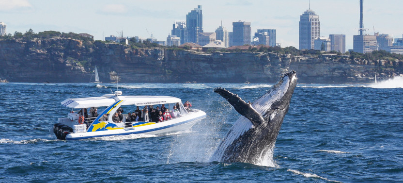 High-Speed 2.5-Hour Whale Watching Adventure Cruise from Darling Harbour