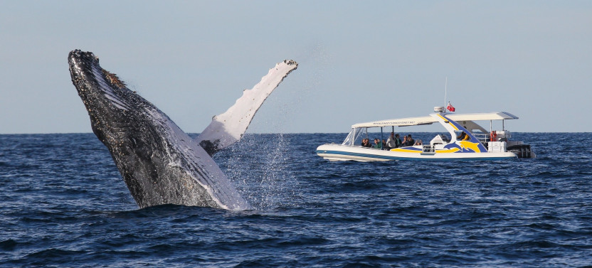 High-Speed 2.5-Hour Whale Watching Adventure Cruise from Darling Harbour