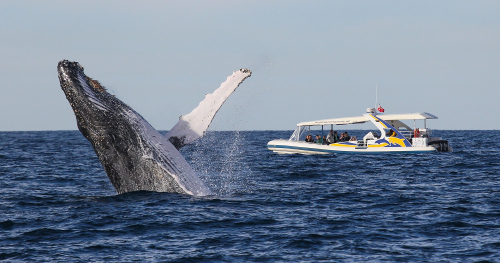 High-Speed 2.5-Hour Whale Watching Adventure Cruise from Darling Harbour