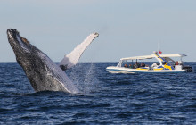 Fantasea Cruises1