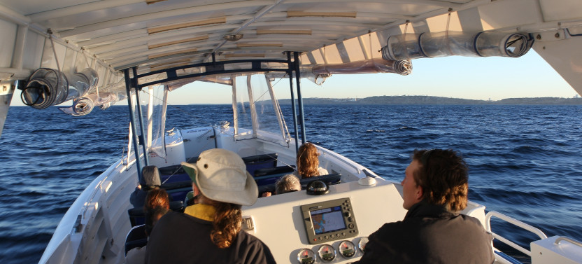 High-Speed 2.5-Hour Whale Watching Adventure Cruise from Darling Harbour