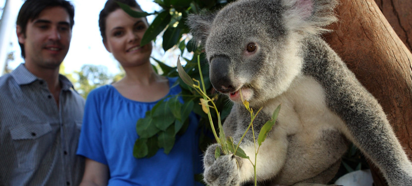 Taronga Zoo Entry Ticket with Round-Trip Ferry from Sydney Harbour