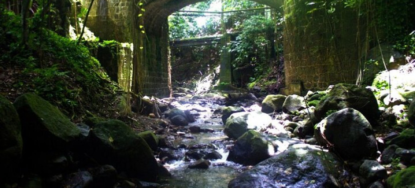 Small-Group Basseterre Rainforest Hike