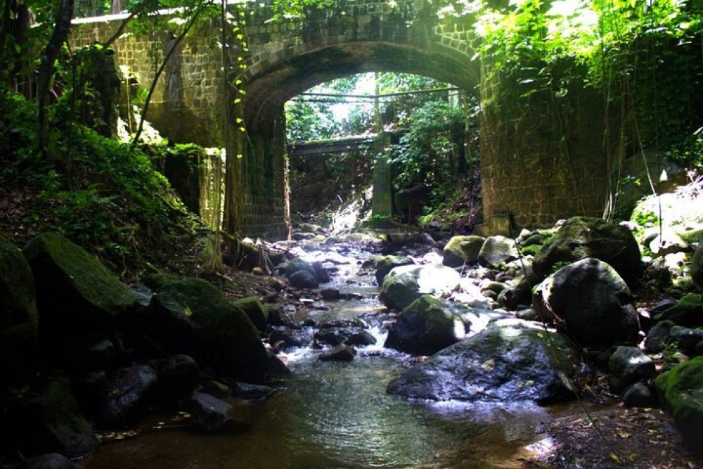 Small-Group Basseterre Rainforest Hike