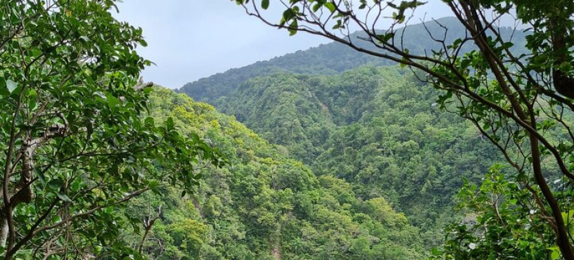 Small-Group Basseterre Rainforest Hike