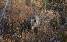Teton Tour Guides7