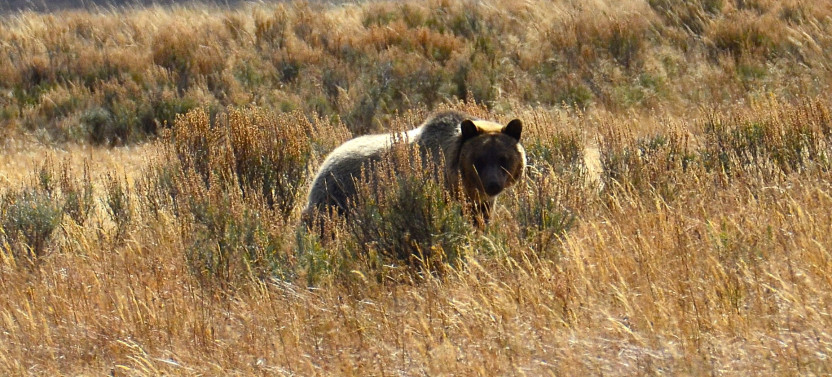 Private Yellowstone National Park Lower Loop Tour