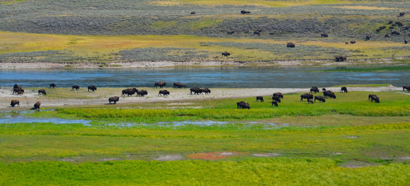 Private Yellowstone National Park Lower Loop Tour