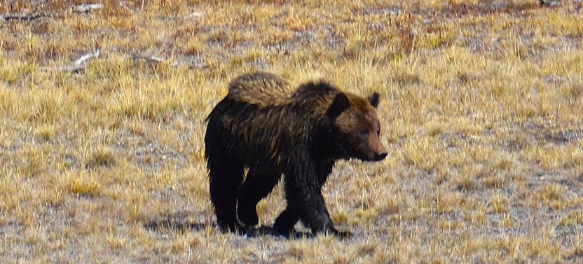 Private Grand Teton National Park Sunrise Scenic Wildlife Tour